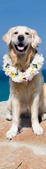AlohaIpo Lifestyle Hundebuecher
